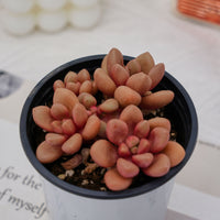 3.5'' Graptoveria Avant-Garde, Rare Live Succulent Plants