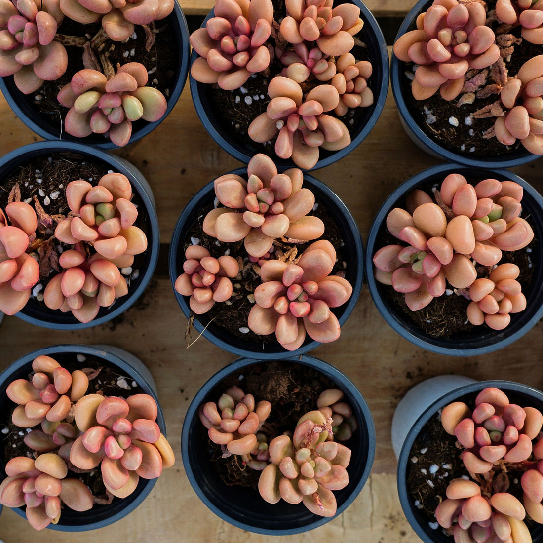 3.5'' Graptoveria Avant-Garde, Rare Live Succulent Plants