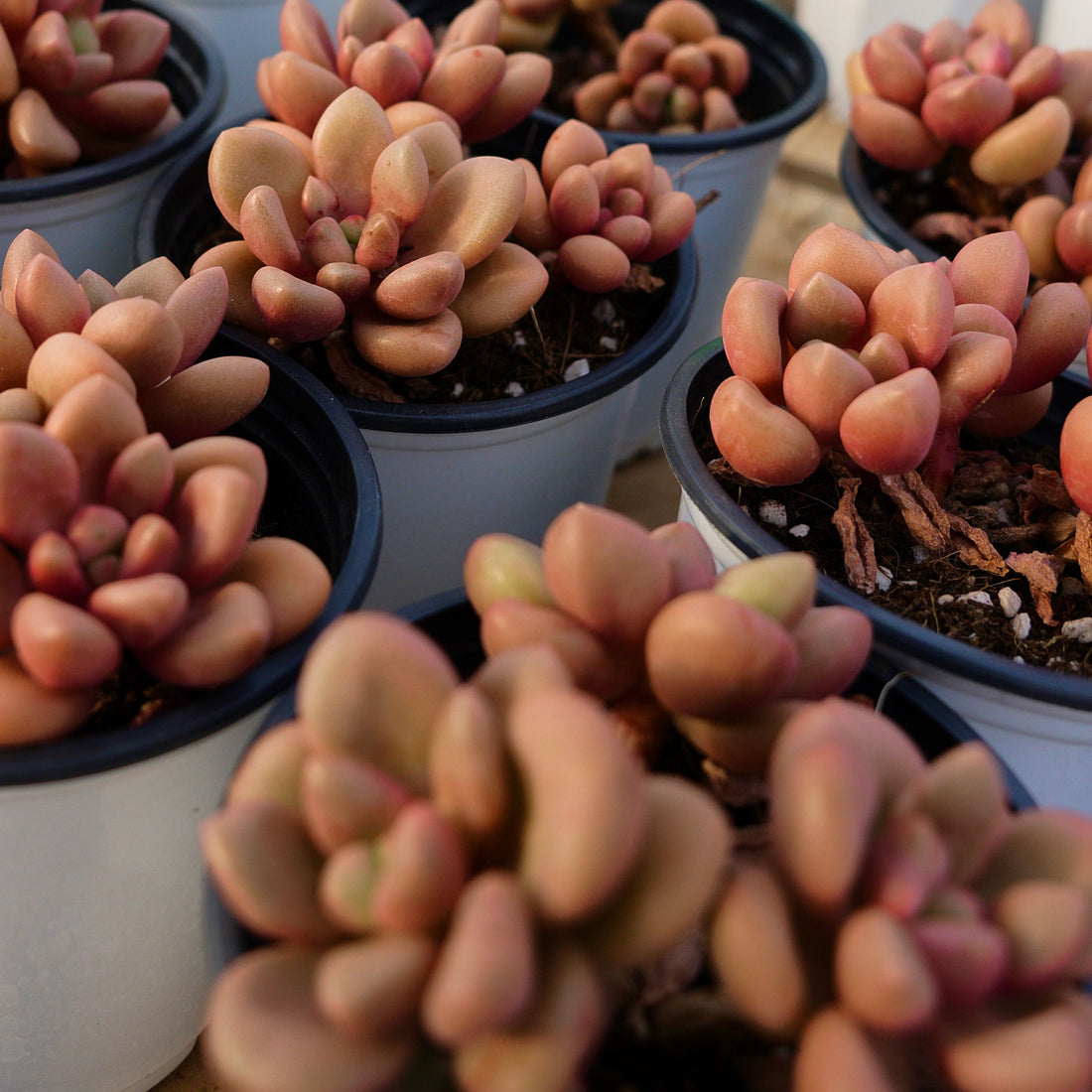 3.5'' Graptoveria Avant-Garde, Rare Live Succulent Plants