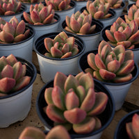 3'' Echeveria Avocado Cream, Rare Live Succulent Plants