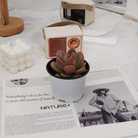 3'' Echeveria Avocado Cream, Rare Live Succulent Plants