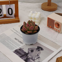 3'' Echeveria Avocado Cream, Rare Live Succulent Plants