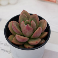 3'' Echeveria Avocado Cream, Rare Live Succulent Plants