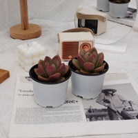 3'' Echeveria Avocado Cream, Rare Live Succulent Plants