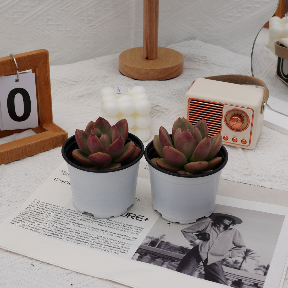 3'' Echeveria Avocado Cream, Rare Live Succulent Plants