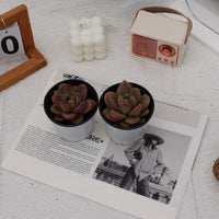 3'' Echeveria Avocado Cream, Rare Live Succulent Plants