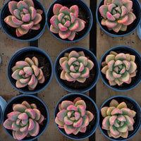 3'' Echeveria Avocado Cream, Rare Live Succulent Plants