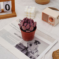4'' Echeveria Cupid, Rare Live Succulent Plants