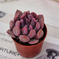 4'' Echeveria Cupid, Rare Live Succulent Plants