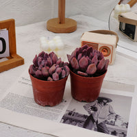 4'' Echeveria Cupid, Rare Live Succulent Plants