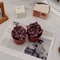 4'' Echeveria Cupid, Rare Live Succulent Plants