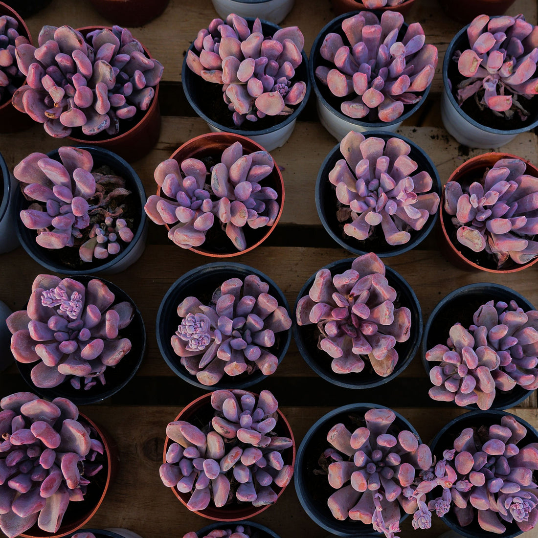 4'' Echeveria Cupid, Rare Live Succulent Plants