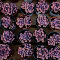 4'' Echeveria Cupid, Rare Live Succulent Plants