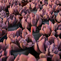 4'' Echeveria Cupid, Rare Live Succulent Plants