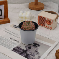 3'' Echeveria Apparition, Rare Live Succulent Plants