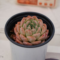 3'' Echeveria Apparition, Rare Live Succulent Plants