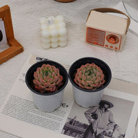 3'' Echeveria Apparition, Rare Live Succulent Plants