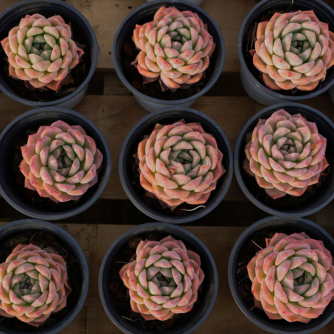 3'' Echeveria Apparition, Rare Live Succulent Plants