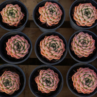 3'' Echeveria Apparition, Rare Live Succulent Plants