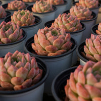 3'' Echeveria Apparition, Rare Live Succulent Plants