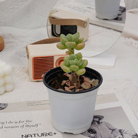 3'' Echeveria White Milk Candy, Rare Live Succulent Plants