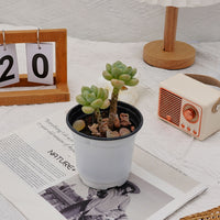 3'' Echeveria White Milk Candy, Rare Live Succulent Plants