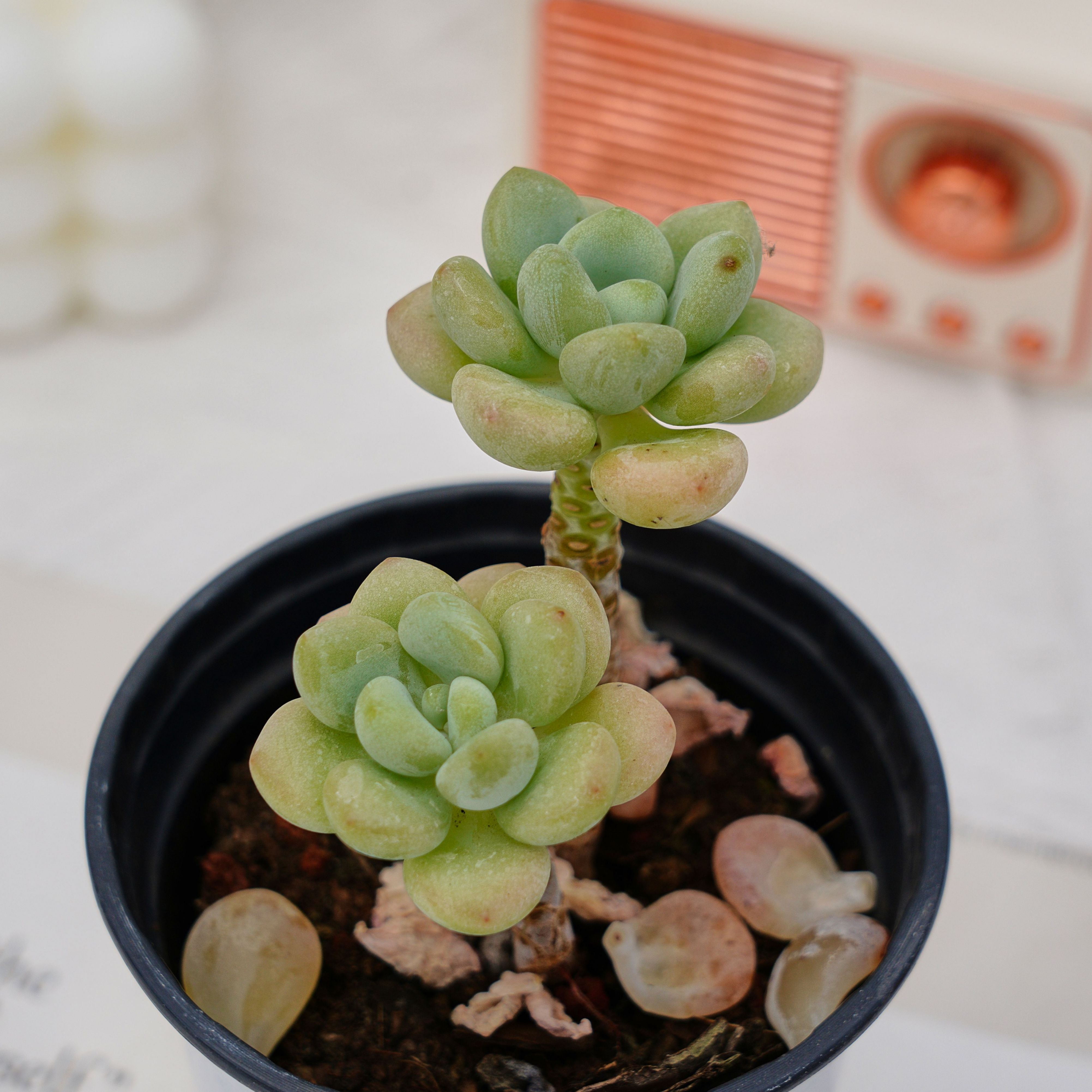 succulent candy 3'' Echeveria White Milk Candy, Rare Live Succulent Plants