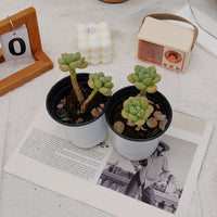 3'' Echeveria White Milk Candy, Rare Live Succulent Plants