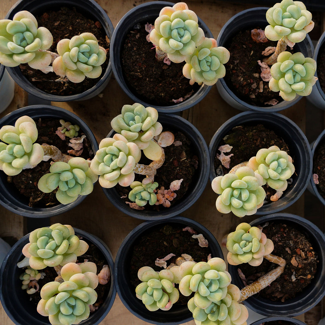3'' Echeveria White Milk Candy, Rare Live Succulent Plants