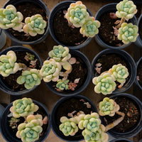 3'' Echeveria White Milk Candy, Rare Live Succulent Plants