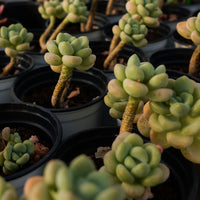 3'' Echeveria White Milk Candy, Rare Live Succulent Plants