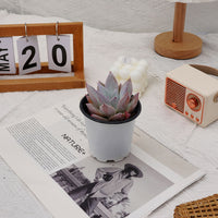 4'' Echeveria Mexican Giant, Rare Live Succulent Plants