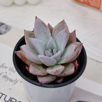 4'' Echeveria Mexican Giant, Rare Live Succulent Plants