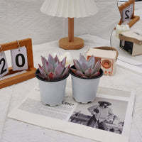 4'' Echeveria Mexican Giant, Rare Live Succulent Plants