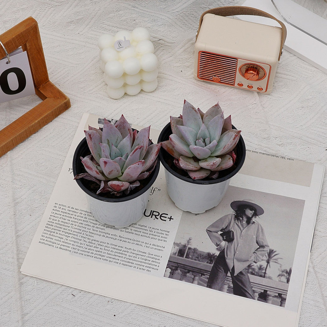 4'' Echeveria Mexican Giant, Rare Live Succulent Plants