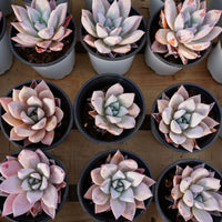 4'' Echeveria Mexican Giant, Rare Live Succulent Plants