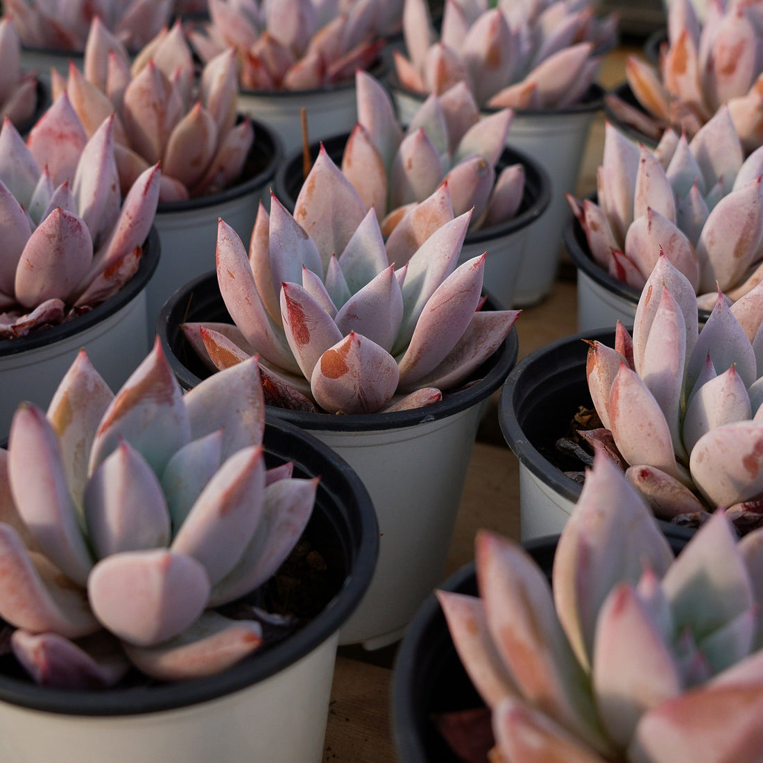 4'' Echeveria Mexican Giant, Rare Live Succulent Plants