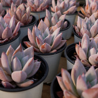 4'' Echeveria Mexican Giant, Rare Live Succulent Plants