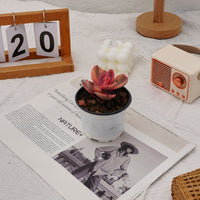 3'' Echeveria Jinzhou Variegated, Rare Live Succulent Plants