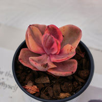 3'' Echeveria Jinzhou Variegated, Rare Live Succulent Plants