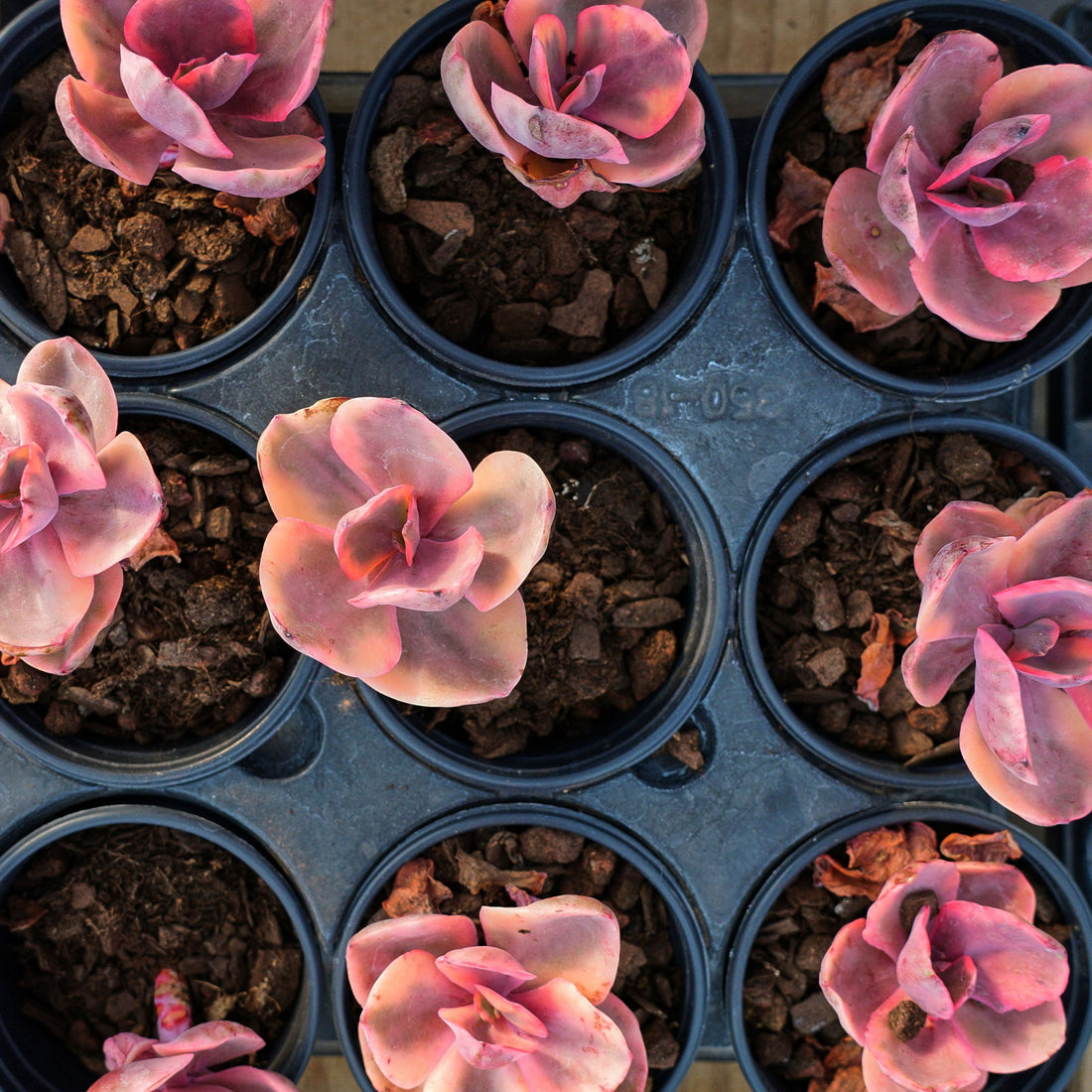 3'' Echeveria Jinzhou Variegated, Rare Live Succulent Plants