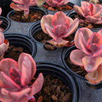 3'' Echeveria Jinzhou Variegated, Rare Live Succulent Plants