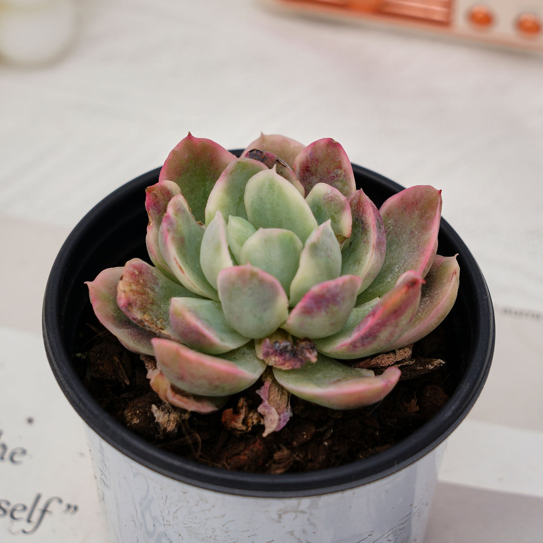 3'' Echeveria Luella Monstrose Variegated, Rare Live Succulent Plants