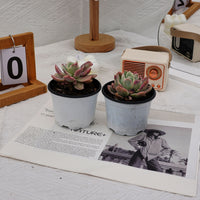 3'' Echeveria Luella Monstrose Variegated, Rare Live Succulent Plants