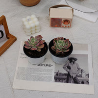 3'' Echeveria Luella Monstrose Variegated, Rare Live Succulent Plants