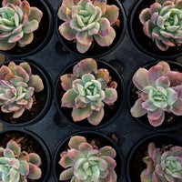 3'' Echeveria Luella Monstrose Variegated, Rare Live Succulent Plants