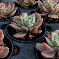 3'' Echeveria Luella Monstrose Variegated, Rare Live Succulent Plants