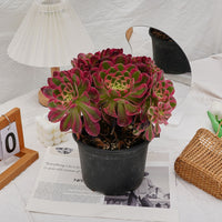 6'' Aeonium Pink Witch Crested, Rare Live Succulent Plants