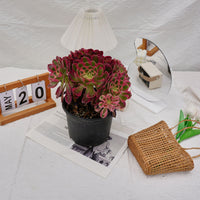 6'' Aeonium Pink Witch Crested, Rare Live Succulent Plants