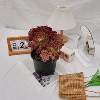 6'' Aeonium Pink Witch Crested, Rare Live Succulent Plants
